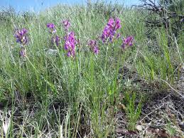 Image result for Ophrestia radicosa