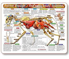 The Cats Body Systems A Double Sided Uv Protected