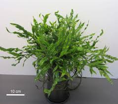 Image result for Microsorum scolopendria