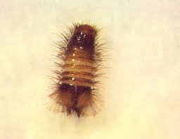 Larvae — young carpet beetles — are 1/8 to 1/4 inch long, and tan or brownish. Carpet Beetles Facts Identification Control Prevention