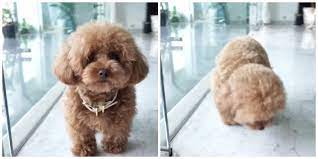 For this reason, it's important to. Poodle Doodle Recipe Handstanding Dog Gingerdoodle Instagram Keeping Weight On Some Dogs Especially Some Of Our Picky Eaters Can Be A Bit Of A Challenge At Times