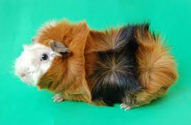 Check spelling or type a new query. Abyssinian Guinea Pig Wikipedia