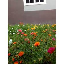 7 manfaat bunga krokot (bunga pukul 9). Buy Ros Jepun 14 Warna Jenis Carnation Bunga Pukul 10 Seetracker Malaysia