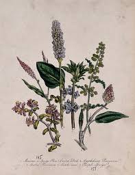 Image result for Thymelaeaceae