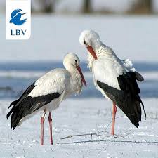 Seit Jahren Beobachten Wir Dass Die Zahl Der In Bayern Uberwinternden Weissstorche Zunimmt Dieses Jahr Sind Es Sogar Etwa 300 Doc Animals Instagram Feed Avian