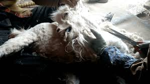 A big list of goat. The Truth About The Origin Of Cashmere Peta