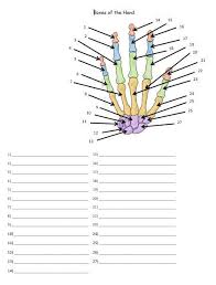 Bones Of The Hand And Wrist Quiz Or Worksheet Medical School Studying Nursing School Studying Nursing School Survival