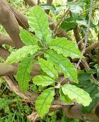 Image result for Allophylus fulvotomentosus