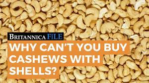 Check spelling or type a new query. Britannica File Why Can T You Buy Cashews With Shells Encyclopaedia Britannica Youtube