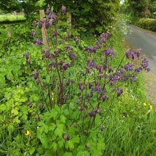 Maybe you would like to learn more about one of these? Aquilegia Vulgaris Columbine Identification Distribution Habitat