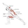 With your shoulder blades anchored down your back, you now have a strong platform against which the upper back muscles can work to extend the spine. 1