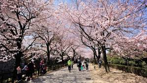 Japanese cherry trees are popular, especially weeping types, the illawarra flame tree tree 'brachychiton acerifolius' with its spectacular display of red flowers is a stand out in many australian towns. Cherry Blossom Season Japan S Most Alluring Spectacle That You Ll Never Tire Of