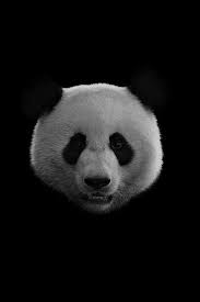 Black And White Panda Wallpaper Reflections I Live By A Principle A Thought That Evereything That You Reflect To The World Will Be Reflected Back To You That S In 2020 Panda Art Panda Panda Bear