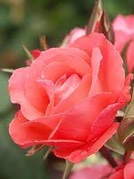 Log In Tumblr Beautiful Rose Flowers Beautiful Flowers Beautiful Roses