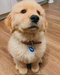 Visit us now to find the right golden retriever and pug for you. Home Of Golden Retrievers Puppies Golden Retriever Puppies For Sale Near Me Golden Retriever Puppies For Sale 800 Golden Retriever Puppies Eugene Oregon Golden Retriever Puppies Moses Lake Golden Retriever Rescue