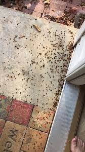 Pest controllers you can trust. Aaa Pest And Termite Control Inc Marquand Missouri Facebook
