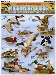 Duck Identification Chart Waterfowl Hunting Duck