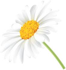 Daisy Transparent Clip Art Png Image Clip Art Daisy Png Images