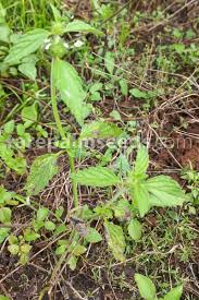 Image result for Leucas