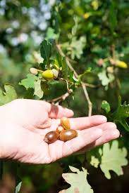 Image result for oak sapling