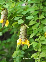 Image result for Gmelina