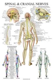 Spinal Nerves Anatomical Chart Spine And Cranial Nervous System Anatomy Poster With Dermatones Laminated Nerve Anatomy Spinal Nerve Nervous System Anatomy
