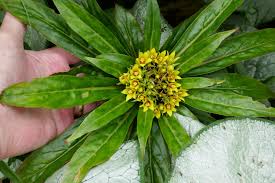 Image result for Dicliptera sericea