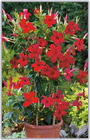 Sundaville Mandevilla Ciceginin Bakimi Yetistirilmesi Cogaltilmasi Sayfa 4 Saksida Cicekler Saksi Bahceciligi Saksi Bitkileri