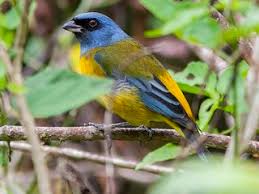We did not find results for: Blue And Yellow Tanager Pipraeidea Bonariensis Birds Of The World