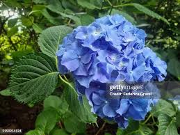 Image result for Hydrangea macrophylla bela obrázek