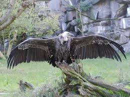 Foto burung elang paling keren. Daftar Burung Paling Kuat Dan Tangguh Di Dunia Blog Unik