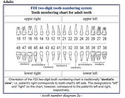 Ageless Human Tooth Numbering Chart Tooth Diagram Number