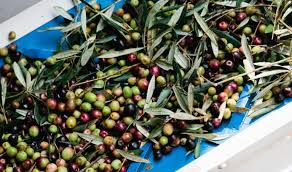 This 3 Second Trick Lets You Know If Your Olive Oil Is Real Full Of Health Benefits Olive Lucini Olive Oil Olive Oil