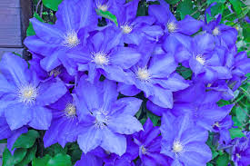 Image result for Clematis pulchra