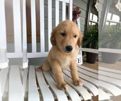 Bored panda has made a compilation of photos showing goldies when they're still little pups. View Ad Golden Retriever Litter Of Puppies For Sale Near South Carolina Gaffney Usa Adn 260038