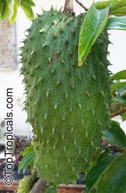 Image result for Annona muricata