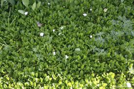 Image result for Falkia