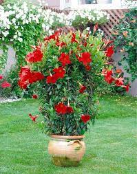 Pin On Shop It Out Big Bad Flower Marketplace