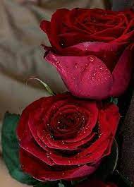 Only For You My Love Wedding Flowers Pink Roses Beautiful Roses Beautiful Flowers