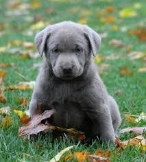 These gentle dogs make great additions to any home but they come with controversy. Silver Labrador Retriever Puppies For Sale In Michigan Dogs Breeds And Everything About Our Best Friends