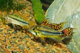 Derbyshire koi & aquatics | online koi and tropical fish Apistogramma Cacatuoides Alchetron The Free Social Encyclopedia