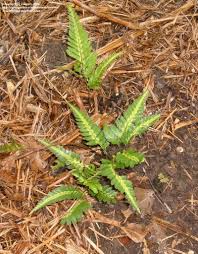 A very, very slow growing fern, the east indian holly fern (native to japan and china) is. Plantfiles Pictures Arachniodes Species East Indian Holly Fern Indian Holly Fern Shield Fern Simplicior Holly Fern Arachniodes Simplicior By Vossner