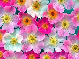 We did not find results for: Cute Wallpaper Of Flower Novocom Top