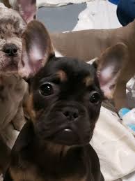Maybe you would like to learn more about one of these? 10 French Bulldogs Stolen From Ohio Found In Ottawa County Wwmt