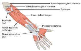 Any disturbance to an epicondyle may cause pain. Medial Epicondyle Tendinopathy Physiopedia