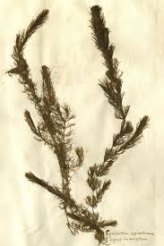 Image result for Ceratophyllaceae