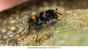 Image result for panda ant