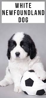 Mom is a short haired st bernard and dad is a landseer newfie. Pure White Newfoundland Dog