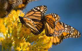 Disfruta Del Espectaculo Naranja De La Mariposa Monarca En Michoacan El Sol De Mazatlan Noticias Locales Policiacas Sobre Mexico Sinaloa Y El Mundo