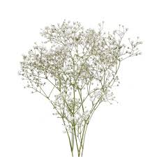 Walmart super stores will have there own garden center, where you can purchase flowers. Baby S Breath Fresh Cut 5 Bunches Walmart Com Walmart Com